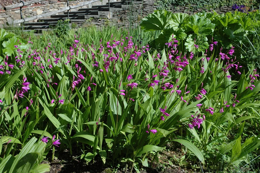 Bletilla striata