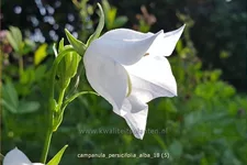 Campanula persicifolia 'Alba'