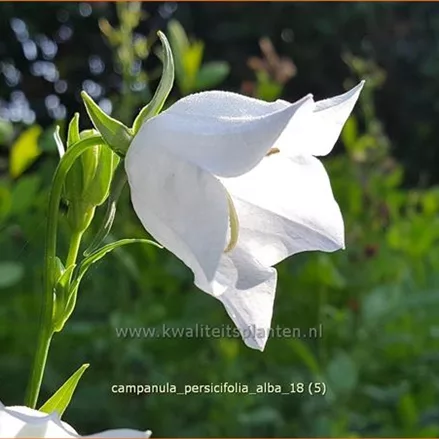 Campanula persicifolia 'Alba'