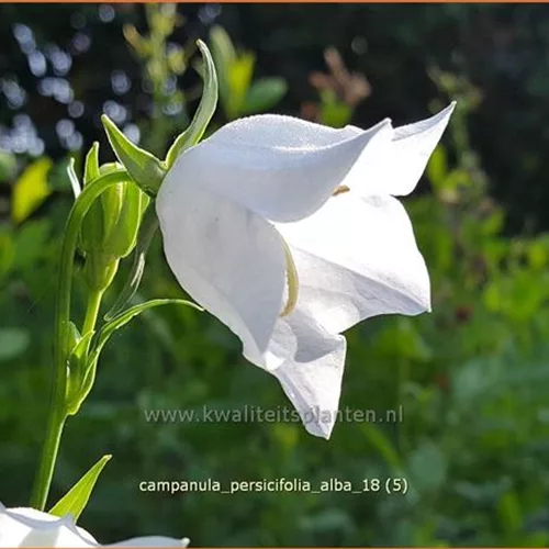 Campanula persicifolia 'Alba'