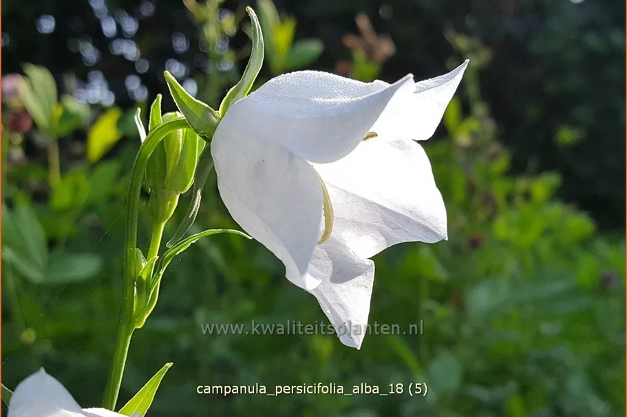 Campanula persicifolia 'Alba'