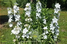 Campanula persicifolia 'Alba'