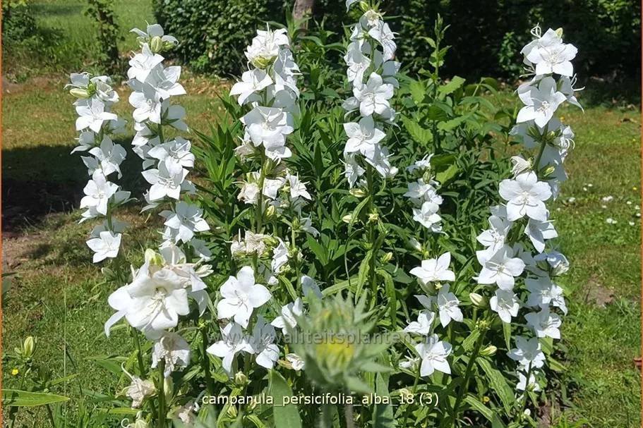 Campanula persicifolia 'Alba'