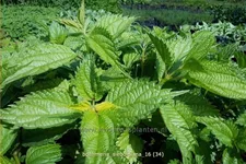 Boehmeria sieboldiana