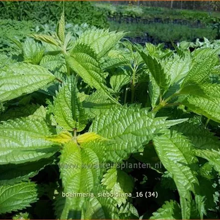 Boehmeria sieboldiana