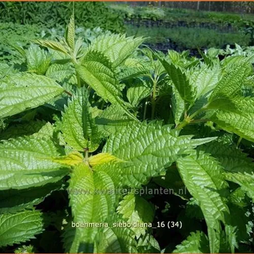 Boehmeria sieboldiana