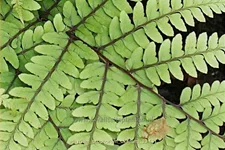 Athyrium otophorum 'Okanum'