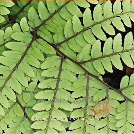 Athyrium otophorum 'Okanum'