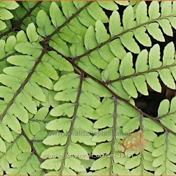 Athyrium otophorum 'Okanum'
