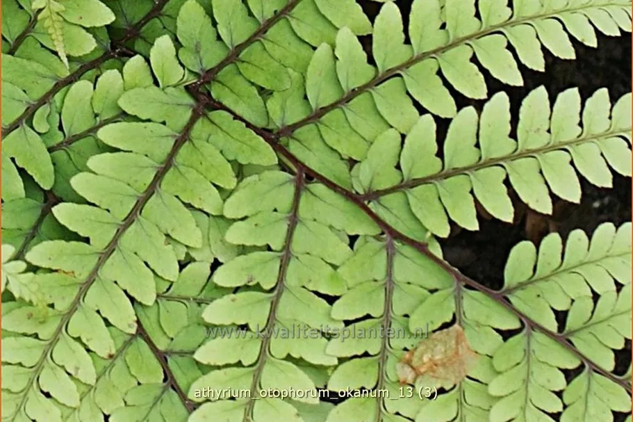 Athyrium otophorum 'Okanum'
