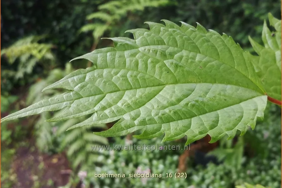 Boehmeria sieboldiana