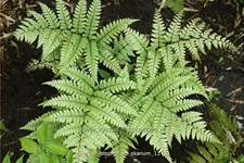 Athyrium otophorum 'Okanum'