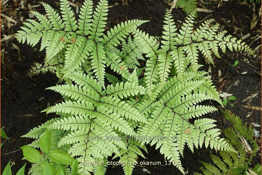 Athyrium otophorum 'Okanum'