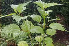 Boehmeria sieboldiana