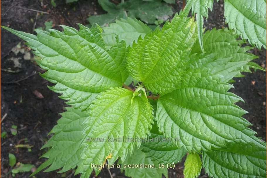 Boehmeria sieboldiana