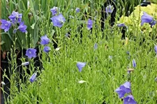 Campanula persicifolia 'Coerulea'