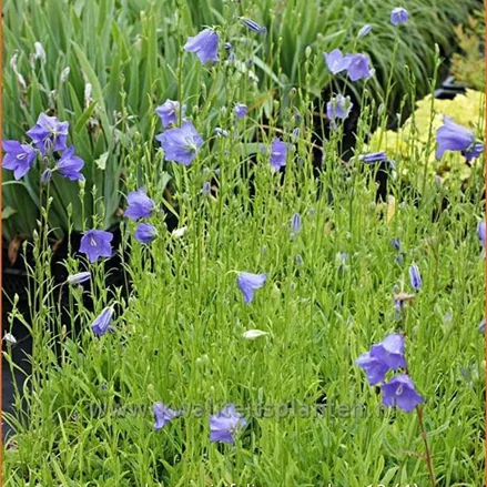 Campanula persicifolia 'Coerulea'