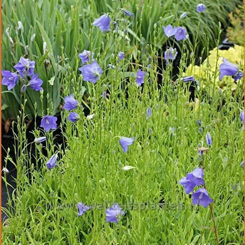 Campanula persicifolia 'Coerulea'