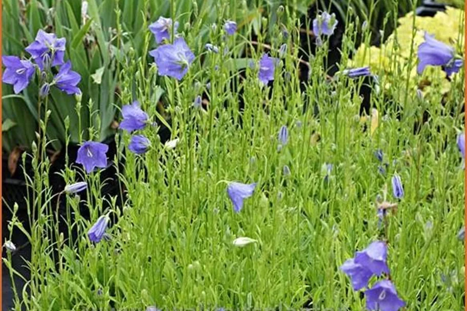 Campanula persicifolia 'Coerulea'