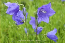 Campanula persicifolia 'Coerulea'