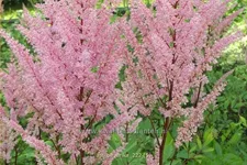 Astilbe x arendsii 'Erika'