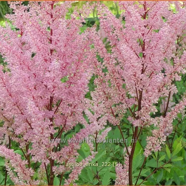 Astilbe x arendsii 'Erika'