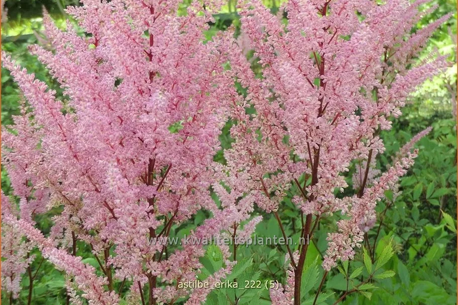 Astilbe x arendsii 'Erika'
