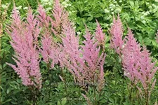 Astilbe x arendsii 'Erika'