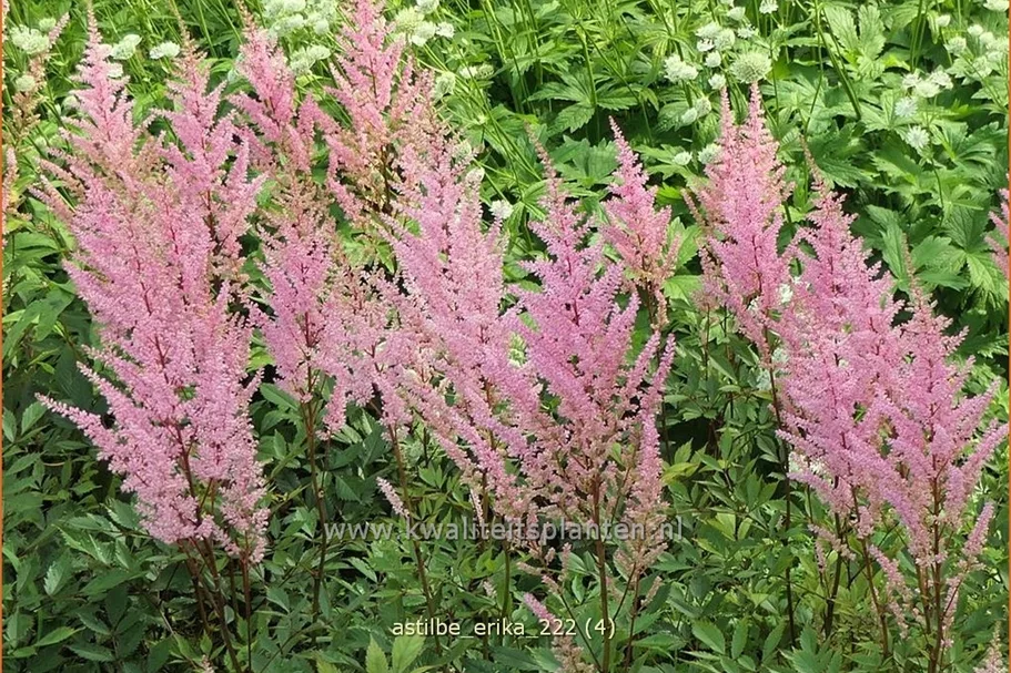 Astilbe x arendsii 'Erika'