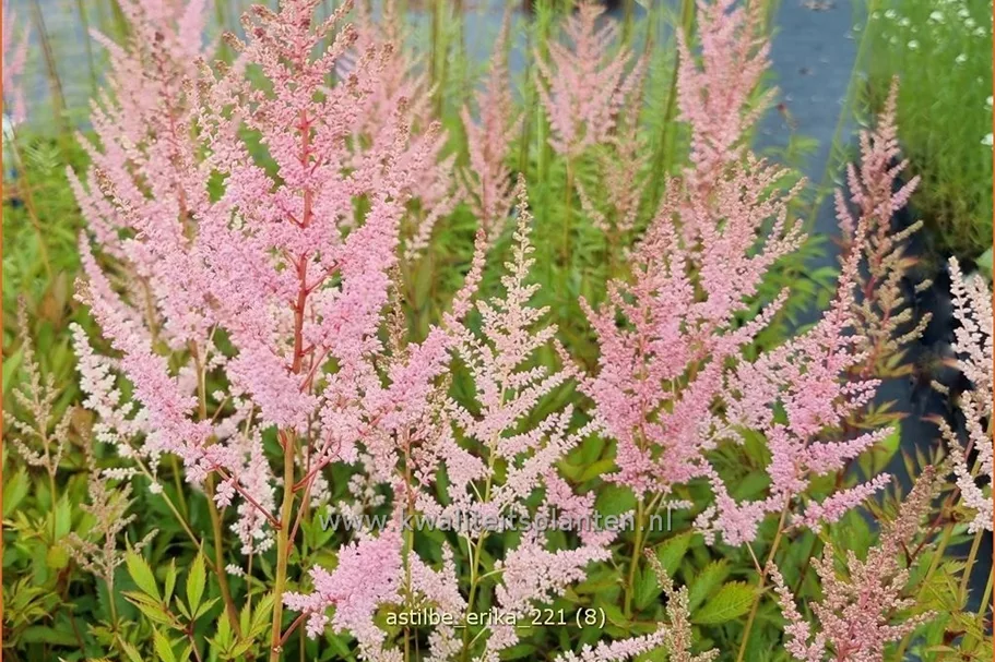 Astilbe x arendsii 'Erika'
