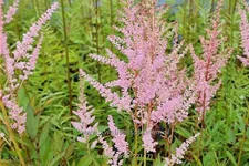 Astilbe x arendsii 'Erika'