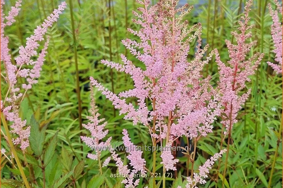 Astilbe x arendsii 'Erika'