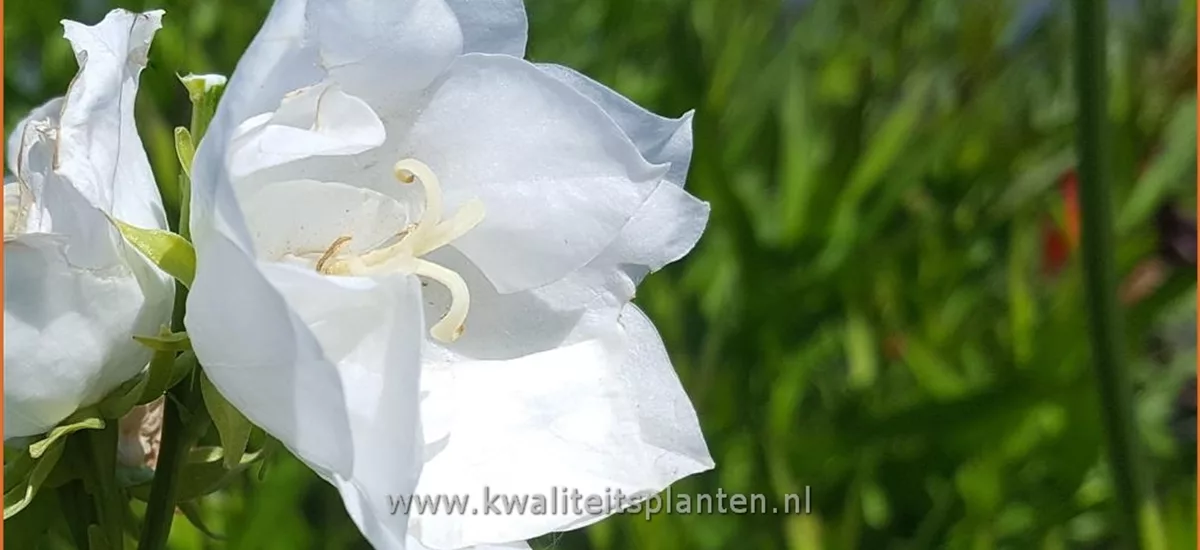 Campanula persicifolia 'La Bonne Amie'