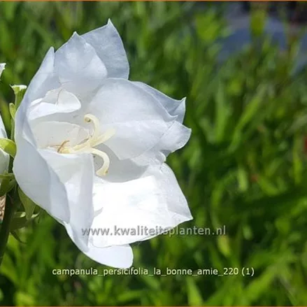 Campanula persicifolia 'La Bonne Amie'