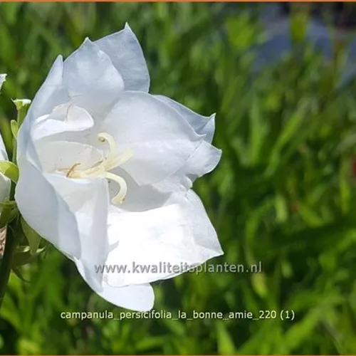 Campanula persicifolia 'La Bonne Amie'