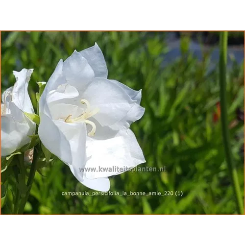 Campanula persicifolia 'La Bonne Amie'