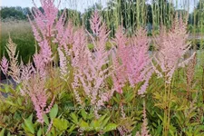 Astilbe x arendsii 'Erika'