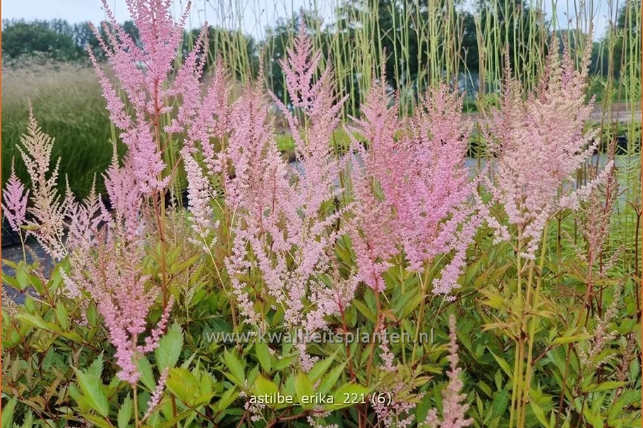 Astilbe x arendsii 'Erika'