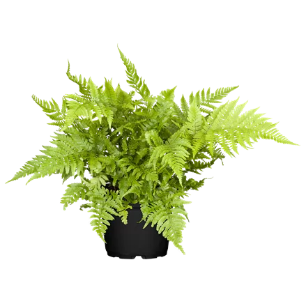 Athyrium vidalii