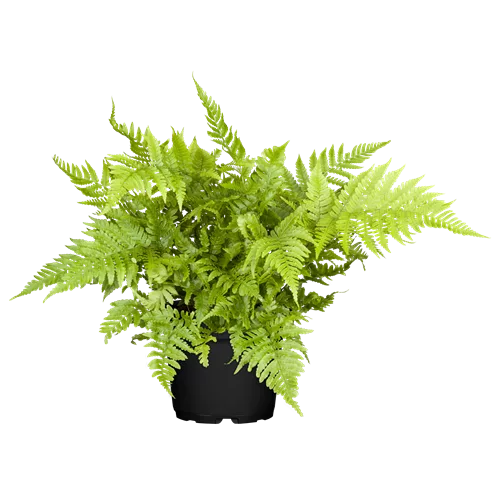 Athyrium vidalii