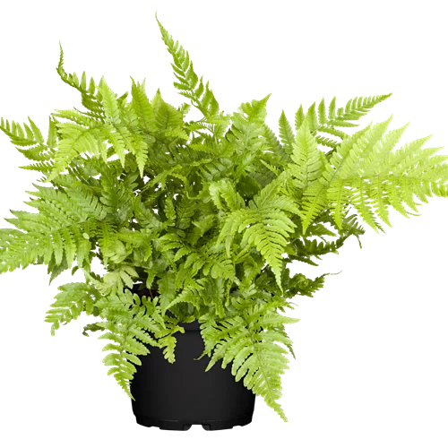 Athyrium vidalii