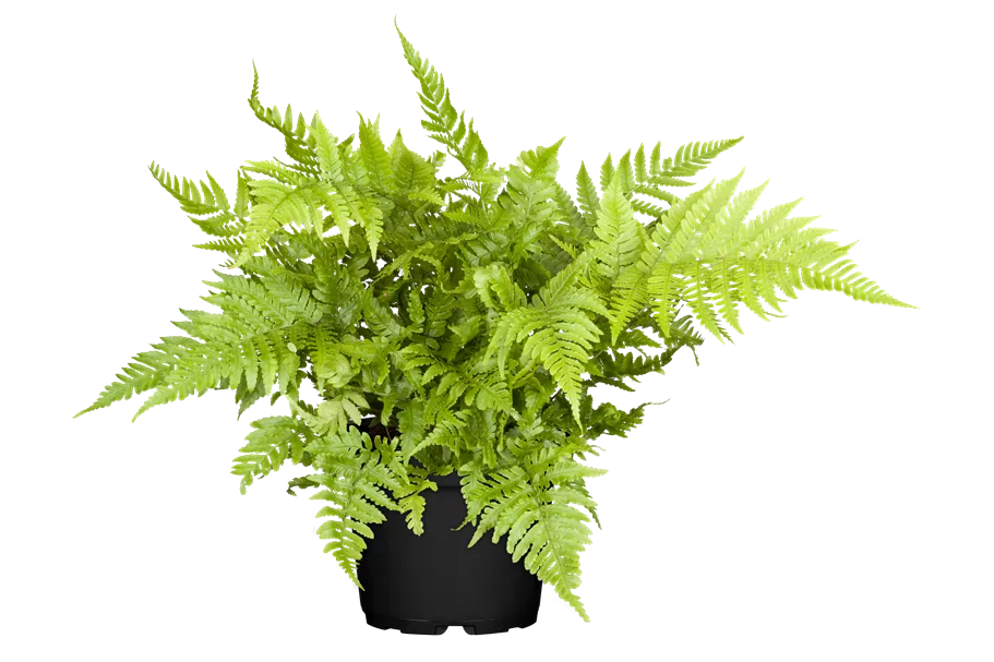 Athyrium vidalii