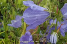 Campanula persicifolia 'Takion Blue'®