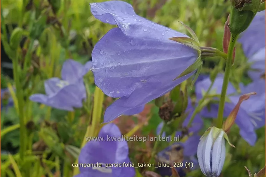 Campanula persicifolia 'Takion Blue'®