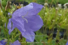 Campanula persicifolia 'Takion Blue'®