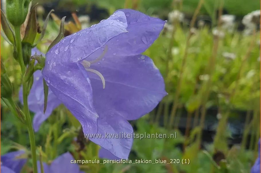 Campanula persicifolia 'Takion Blue'®