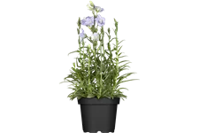 Campanula persicifolia 'Takion Blue'®
