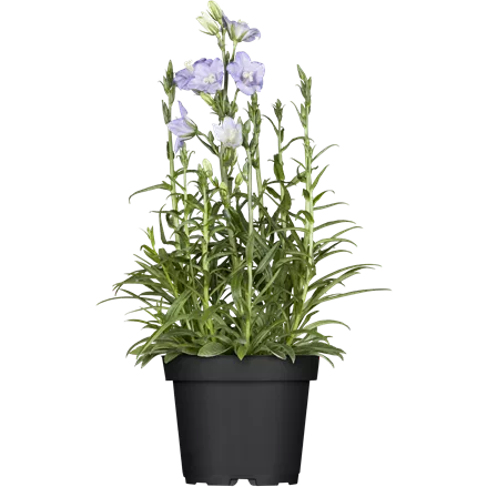 Campanula persicifolia 'Takion Blue'®