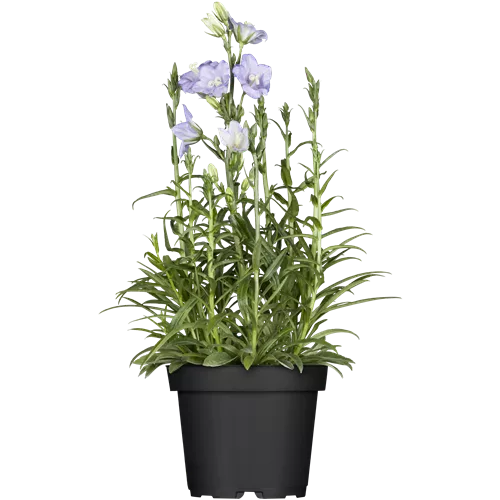 Campanula persicifolia 'Takion Blue'®