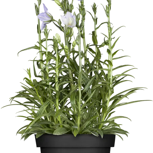Campanula persicifolia 'Takion Blue'®
